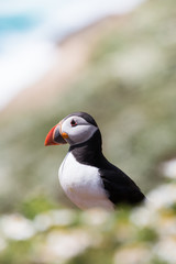 Puffin walking at cliff and between flowers and green