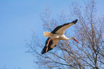 Ein fliegender Storch