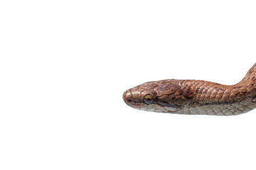 Head of a snake on an isolated background