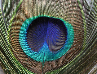 Peacock feather on white background
