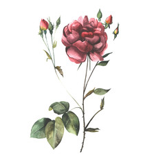 illustration of a red peony flower