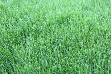 Green grass background
