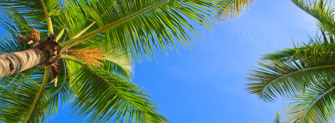 Fototapeta na wymiar Green palms and blue sky.