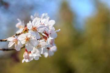 桜の花
