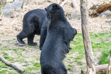 Bear cubs playing and fighting standing up on 2 legs