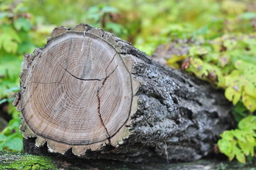Sawed wood