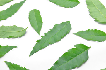 Naklejka na ściany i meble Many green neem leaves spread on the floor.