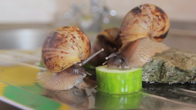 African giant snails Achatina eat green cucumber