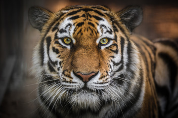 Amur tiger - obrazy, fototapety, plakaty
