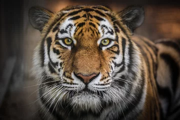 Schilderijen op glas Amoer tijger © Александр Денисюк