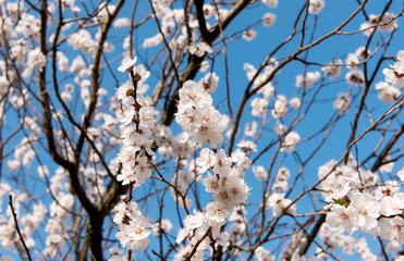 Flowering apricot tree in spring against the blue sky