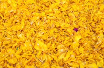 Naklejka na ściany i meble Yellow floral background petals in Thailand