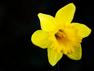 Fototapeta na wymiar Daffodil close up
