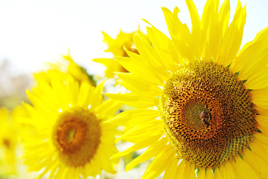 sunflowers close up 