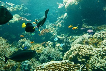 Naklejka na ściany i meble Fische im Korallenriff