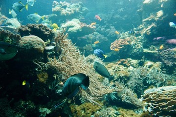Fototapeta na wymiar ein Korallenriff