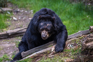 Fototapeta na wymiar Black bear relaxing in the sun