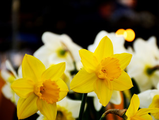Daffodils bokeh