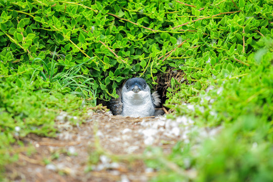 Wildlife of little blue penguin in hole on natural in Phillip Island, Australia Adorable penguins (adult and baby) at home