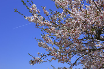 Cherry Blossoms in Byoudounuma Park 平筒沼（ﾋﾞｮｳﾄﾞｳﾇﾏ）ふれあい公園 桜