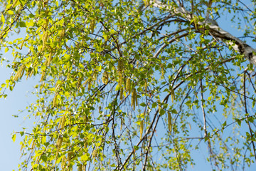 Birch tree in early spring
