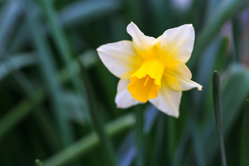 水仙の花