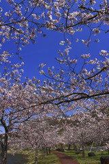 Cherry Blossoms in Byoudounuma Park 平筒沼（ﾋﾞｮｳﾄﾞｳﾇﾏ）ふれあい公園 桜