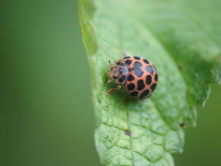 ヒョウ柄のてんとう虫