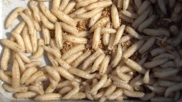 Close-up. Maggots of fly. Fishing Worms in box. Slow motion