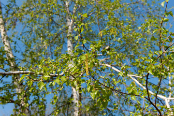 Birch tree in early spring