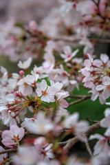 桜の花