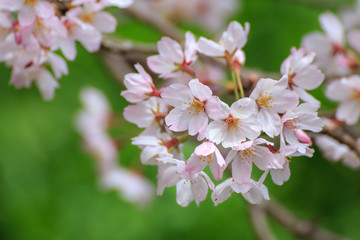 桜の花