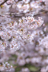 桜の花