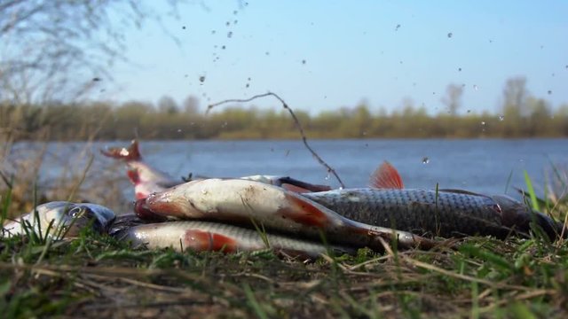 Closeup of freshly сaught  roach fish jumping on the ground. Slow motion. Spring fishing on the river