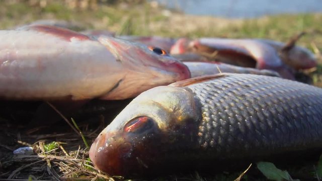 Closeup of freshly сaught  roach fish jumping on the ground. Slow motion. Spring fishing on the river