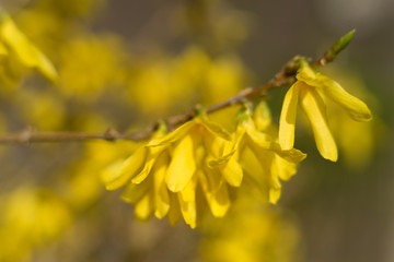 Spring flowers