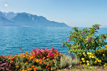 Flowers blossoming in embankment of Geneva Lake in Montreux
