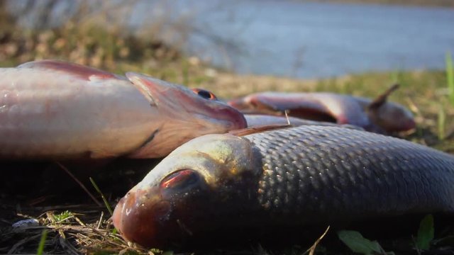 Closeup of freshly сaught  roach fish jumping on the ground. Slow motion. Spring fishing on the river