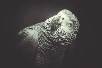 Jako