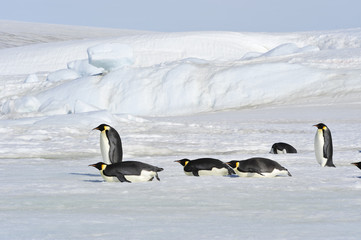 Beautiful view of icebergs Snow Hill Antarctica