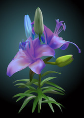 lily blue flower with buds on dark background