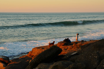 Naklejka premium Two dogs on a beach in Vizcaya,Basque Country