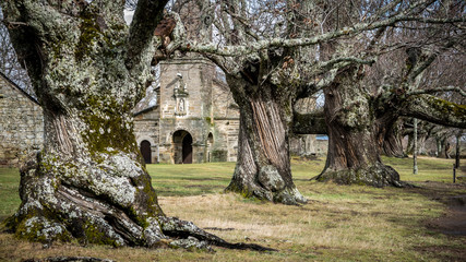 Ancient chestnut trees in a row and old chapel