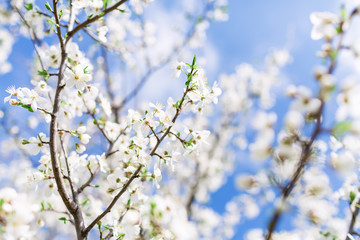 Blooming tree with white flowers in garden and sky. Spring background.
