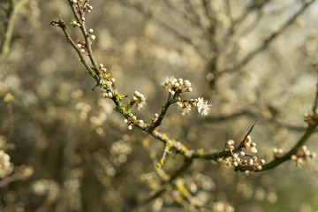 Blossoms in Spring