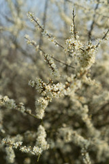 Blossoms in Spring