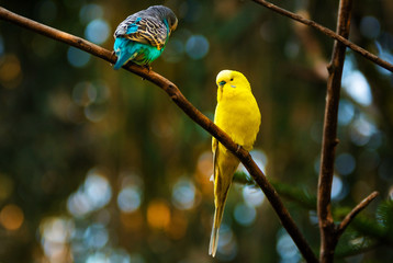 Zwei Wellensittiche sitzen auf einem Ast