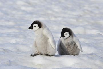 Emperor Penguin chicks in Antarctica © Silver