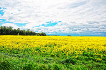 Obraz premium Rapeseed Field in Lower Silesia