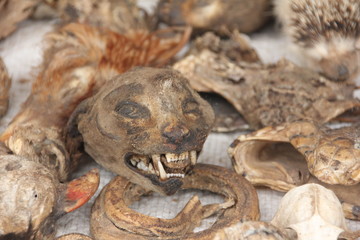 Cat Head and Voodoo paraphernalia, Akodessawa Fetish Market, Lomé, Togo / This market is located in Lomé, the capital of Togo in West Africa and is is largest voodoo market in the world. 